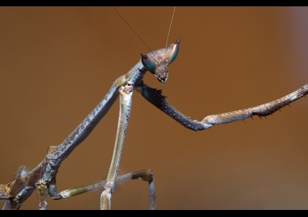 Heterochaeta orientalis - Cat Eyed Mantis CB 