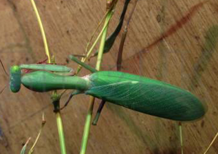 Hierodula majuscula - Giant Rainforest Mantis