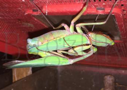 Hierodula majuscula - Giant Rainforest Mantis