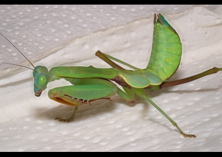 Hierodula majuscula - Giant Rainforest Mantis CB