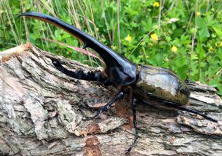 Dynastes Hercules Hercules