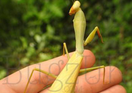 Hierodula sp Venosa - Golden Asian Mantis