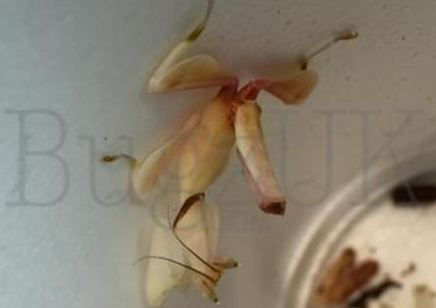 Hymenopus coronatus unsexed nymphs (L2/L3 orchid mantis) C/B