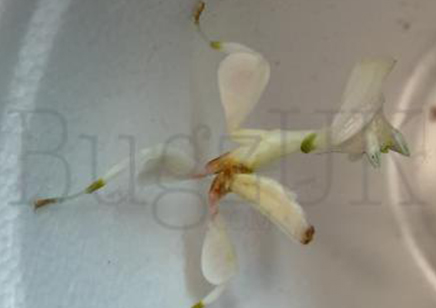 Hymenopus coronatus unsexed nymphs (L2/L3 orchid mantis) CB
