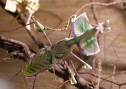Idolomantis diabolica - Devil's Flower Mantis
