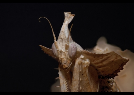 Idolomantis diabolica - Devil's Flower Mantis