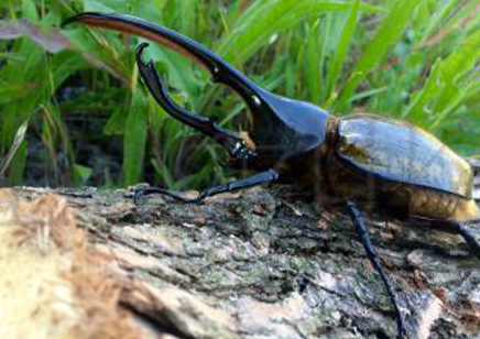 Dynastes Hercules Lichyi