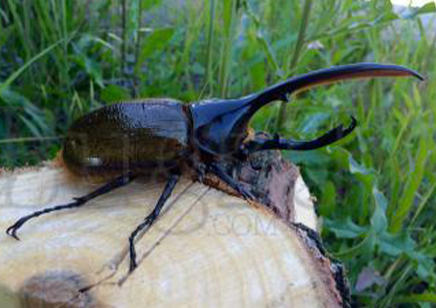 Dynastes Hercules Lichyi