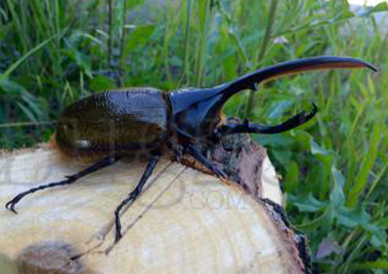 Dynastes Hercules Lichyi