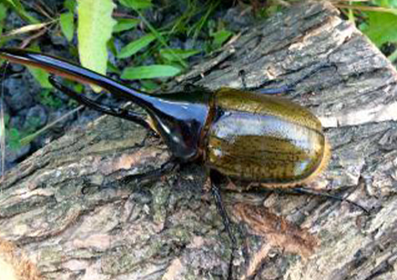 Dynastes Hercules Lichyi