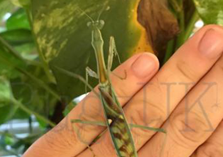 Omomantis zebrata - Zebra Mantis