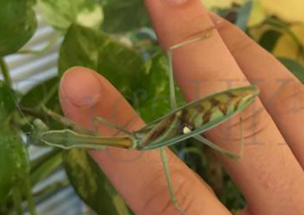 Omomantis zebrata - Zebra Mantis