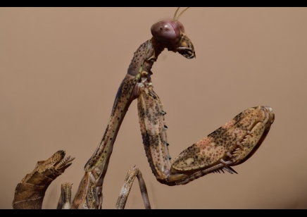 Parasphendale agrionina - Budwing Mantis *special offer*