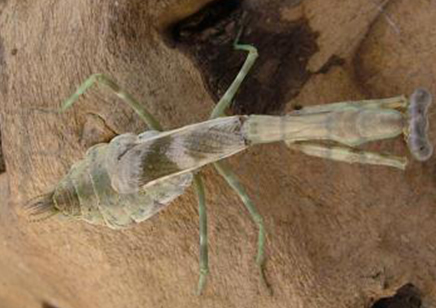 Parasphendale agrionina - Budwing Mantis *special offer*