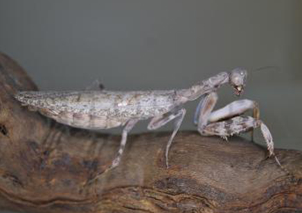 Pnigomantis medioconstricta