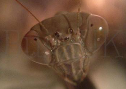 Polyspilotta griffini