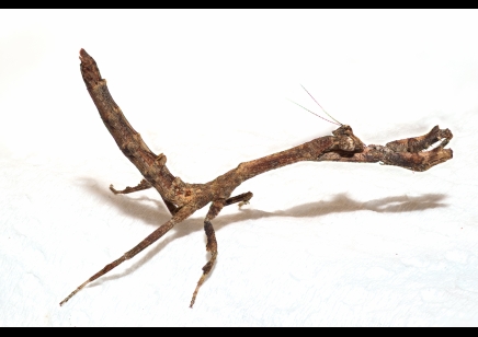 Popa Spurca - African Twig Mantis