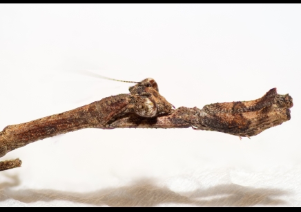 Popa Spurca - African Twig Mantis