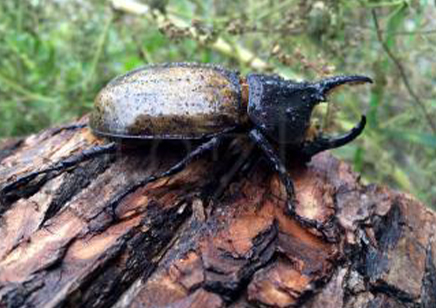 Dynastes Hercules Reidi