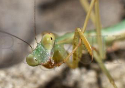 praying mantis eating mate gif