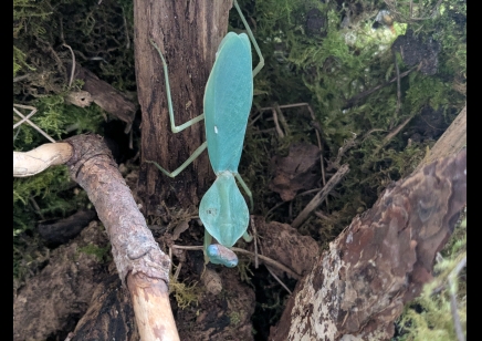 Rhombodera vallida - Giant Shield Mantis CB