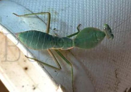 Rhombodera vallida - Giant Shield Mantis CB