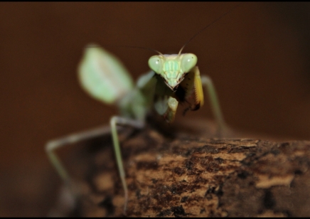 Stagmatoptera biocellata 