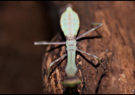 Stagmatoptera biocellata 