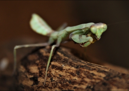 Stagmatoptera biocellata 