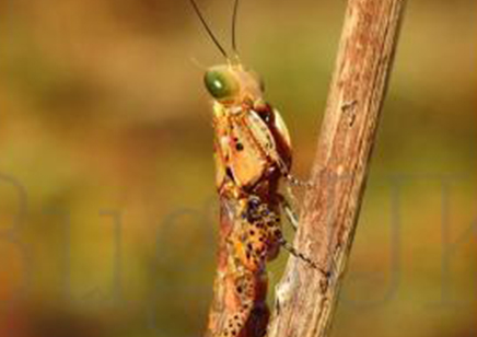 Tarachodula Pantherina - Panther Mantis