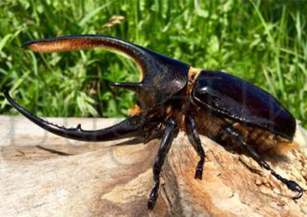 Dynastes Neptunus Neptunus (price Per Single Female L3 Grubs)