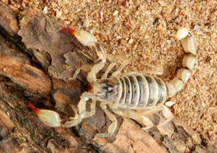 Bothriurus Dumayi