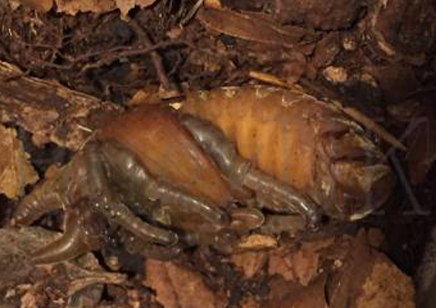 Dynastes Tityus (B87)