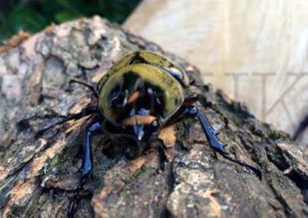 Dynastes Tityus (B87)