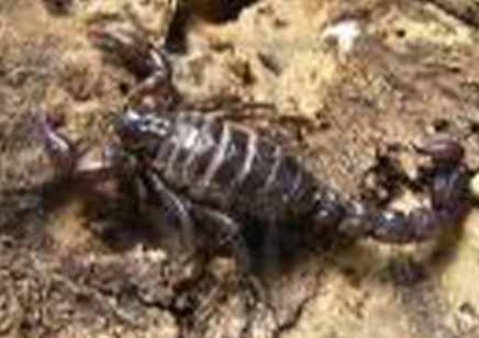 Bothriurus Keyserlingi