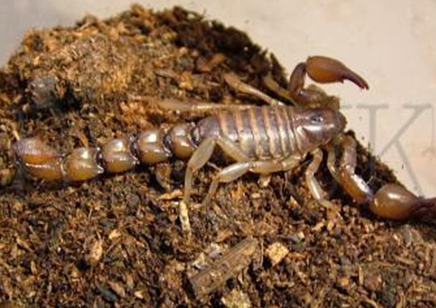 Bothriurus Sp Fats