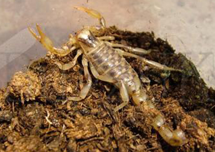 Brachistosternus Castroi