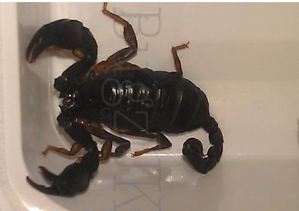 Euscorpius Concinnus