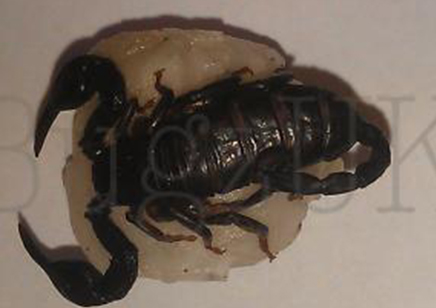 Euscorpius Flavicaudis Ceresis