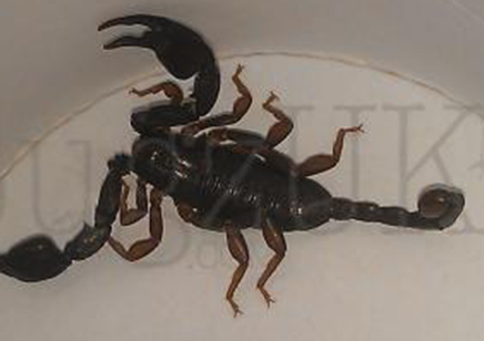 Euscorpius Italicus