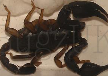 Euscorpius Tergestinus