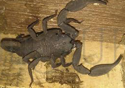 Euscorpius Vachoni