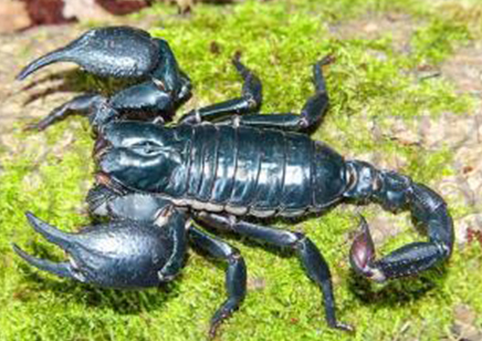 Heterometrus laevigatus