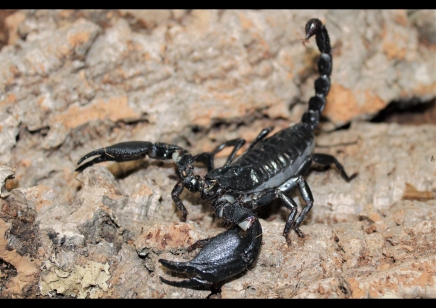 Javanimetrus cyaneus - Indo Forest Scorpion scorplins I2/I3 CB by BugzUK 