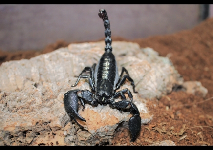 Javanimetrus cyaneus - Indo Forest Scorpion scorplins I2/I3 CB by BugzUK 