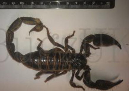 Giant Forest Scorpion (Heterometrus Swammerdami), Harmless,, 58% OFF