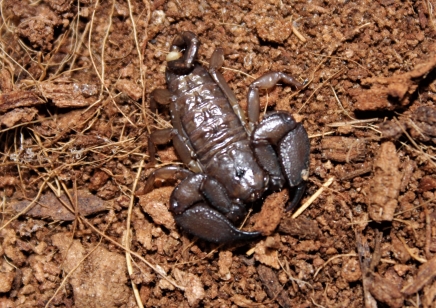 Liocheles australaise