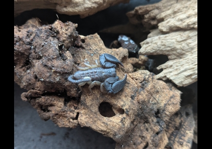 Opisthacanthus madagascariensis - Madagascar Black Scorpion