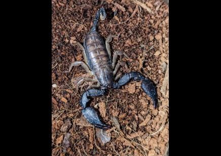 Opisthacanthus madagascariensis - Madagascar Black Scorpion