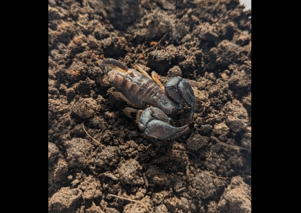 Opisthacanthus madagascariensis - Madagascar Black Scorpion